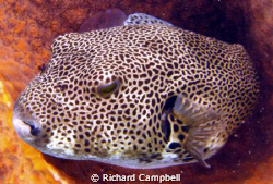 rest time--sealife cd1000 by Richard Campbell 
